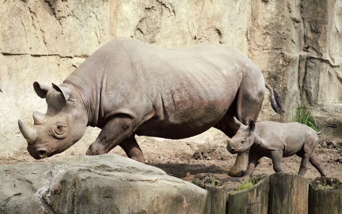 Eastern black rhinoceros Kapuki, followed by her calf Hazina, walking through their habitat at Lincoln Park Zoo’s Regenstein African Journey.